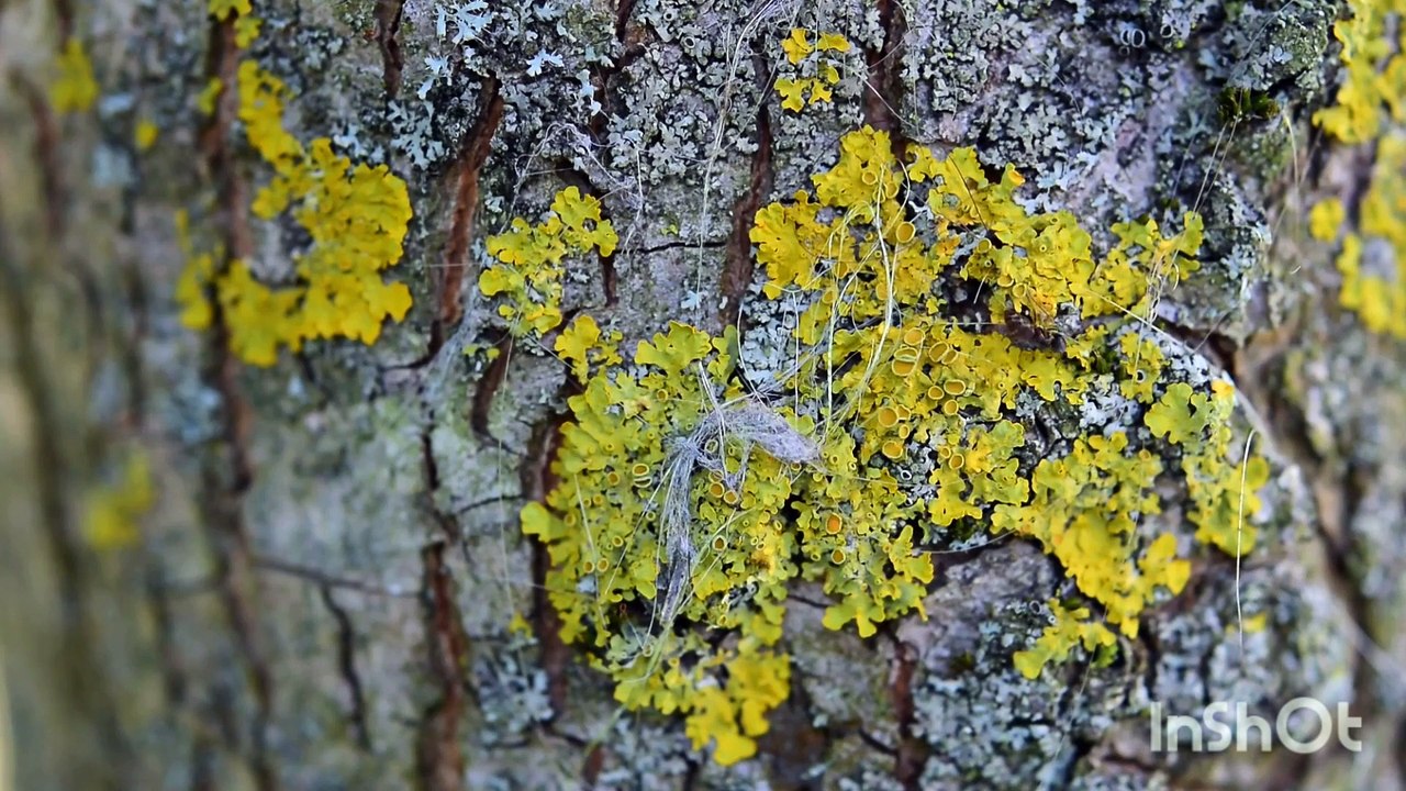 Nature video beautiful best 4k quality