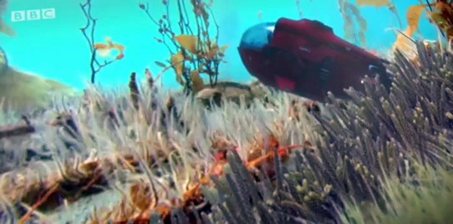 Andys Aquatic Adventures S01 E06