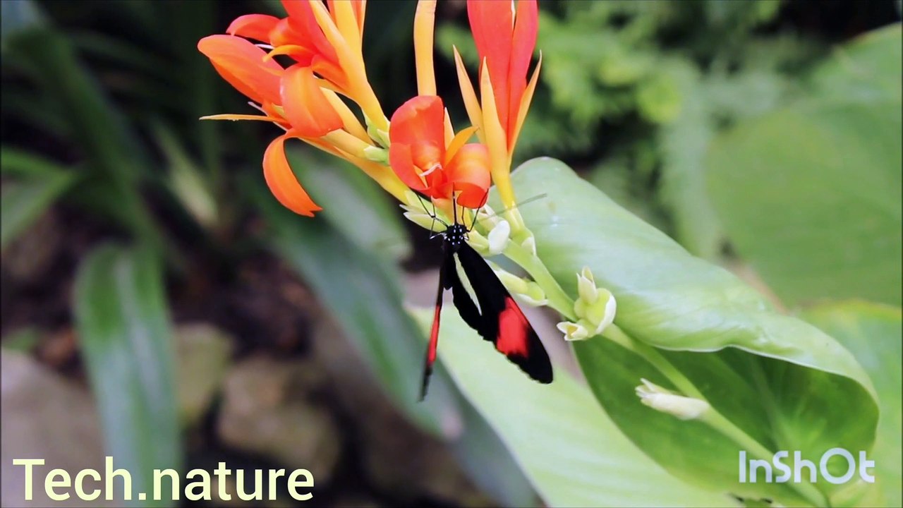 Beautiful nature video 4k quality