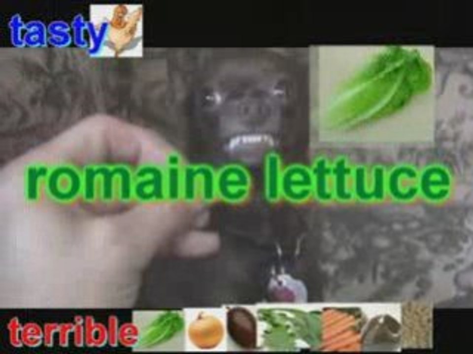 "Tasty or Terrible???" KILLER CHIHUAHUA bonus episode