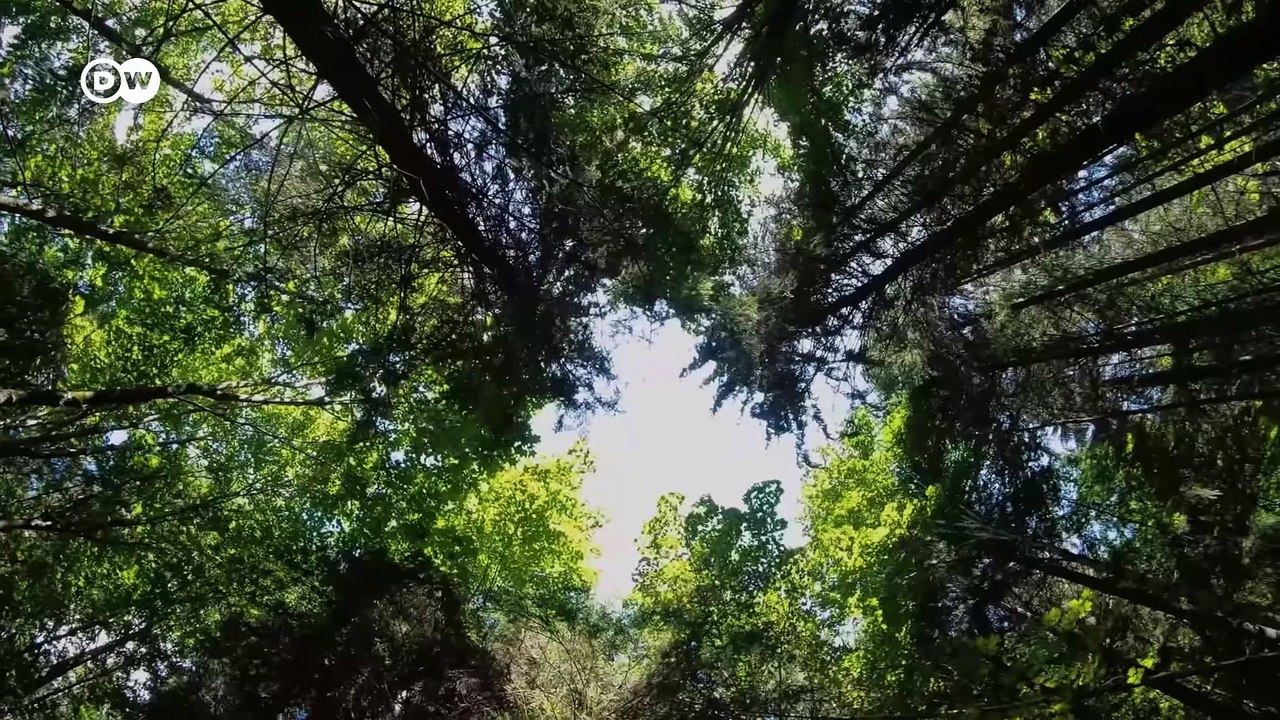 ¿Pueden las raíces salvar el mundo? | DW Documental