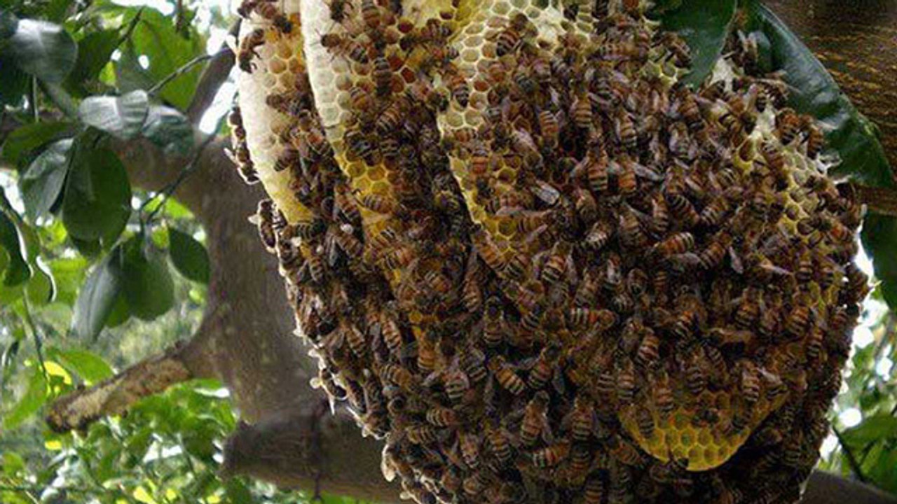 मधुमक्खी का छत्ता लगना शुभ या अशुभ | Madhumakhi Ka Chatta Lagna Shubh Ya Ashubh | Boldsky