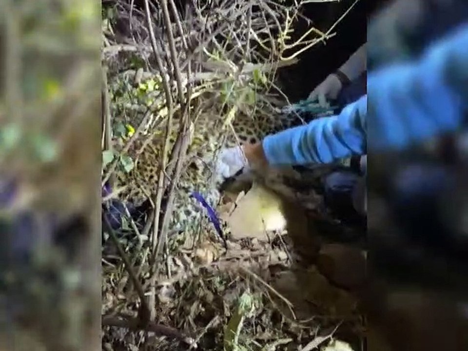 Leopard trapped in iron trap in forest