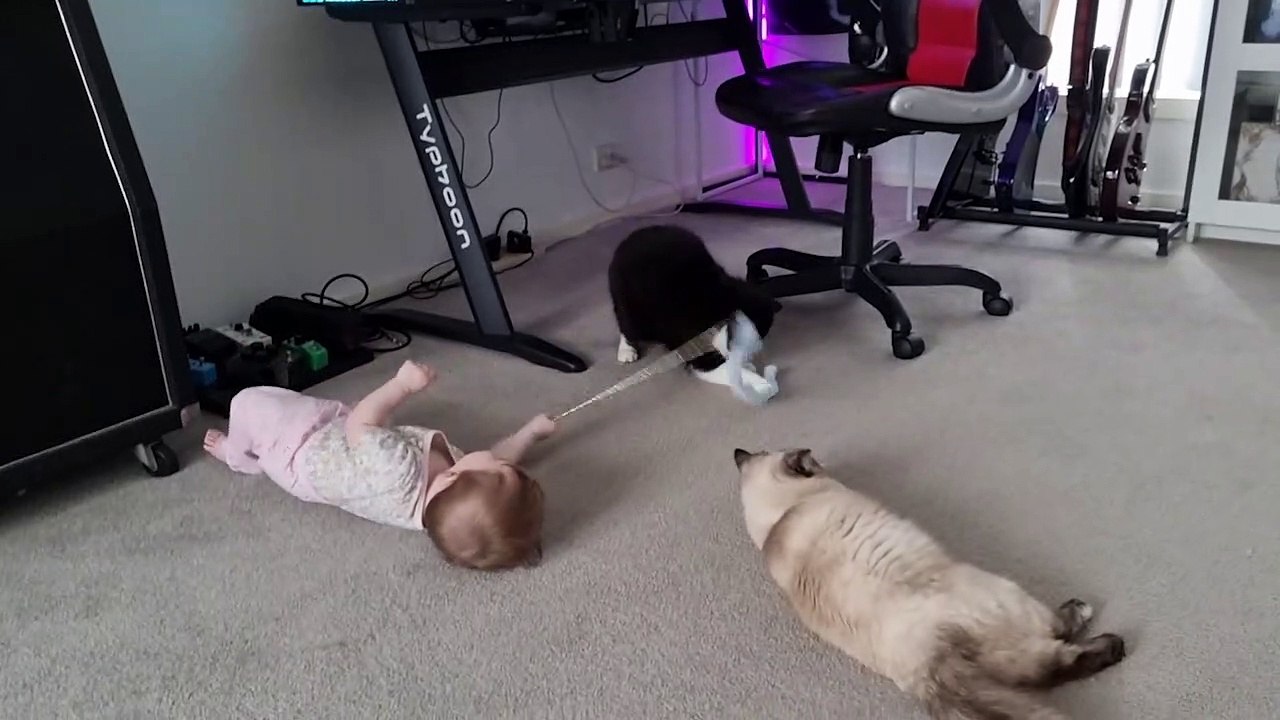 Vídeo fofo: bebê aprende a brincar com gatos e dá muitas gargalhadas