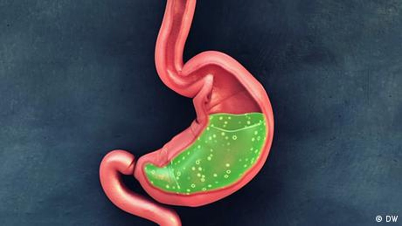 Cómo funciona el estómago