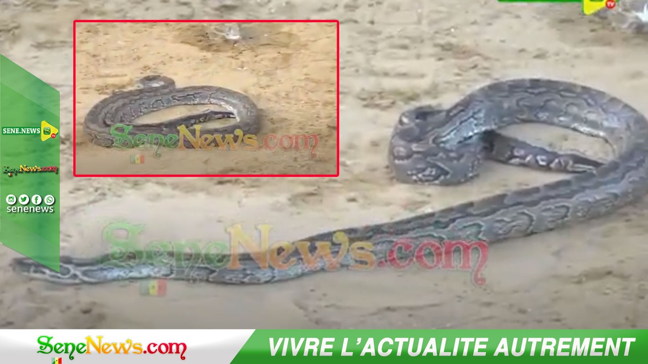 Mystère Résolu : Un Serpent Apparait lors d'une Conférence de Ada Fass 🐍