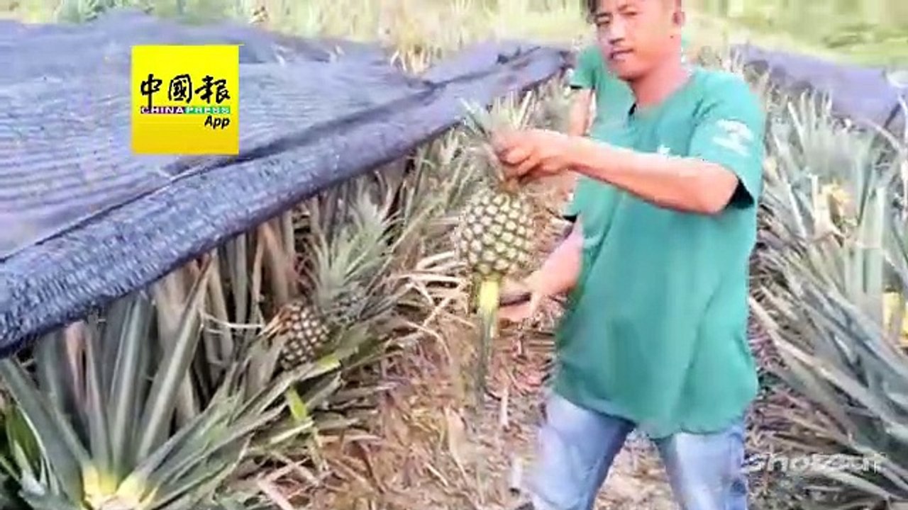 【今日北马头条】 新年旺  “旺来”    果农忙摘黄梨应市