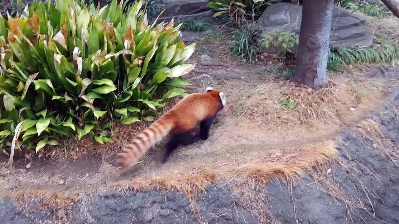 red panda/animal