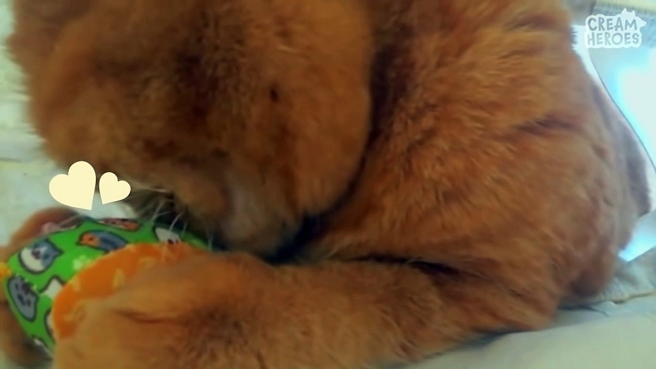  What is CAT'S Personality Type? (MBTI Test)