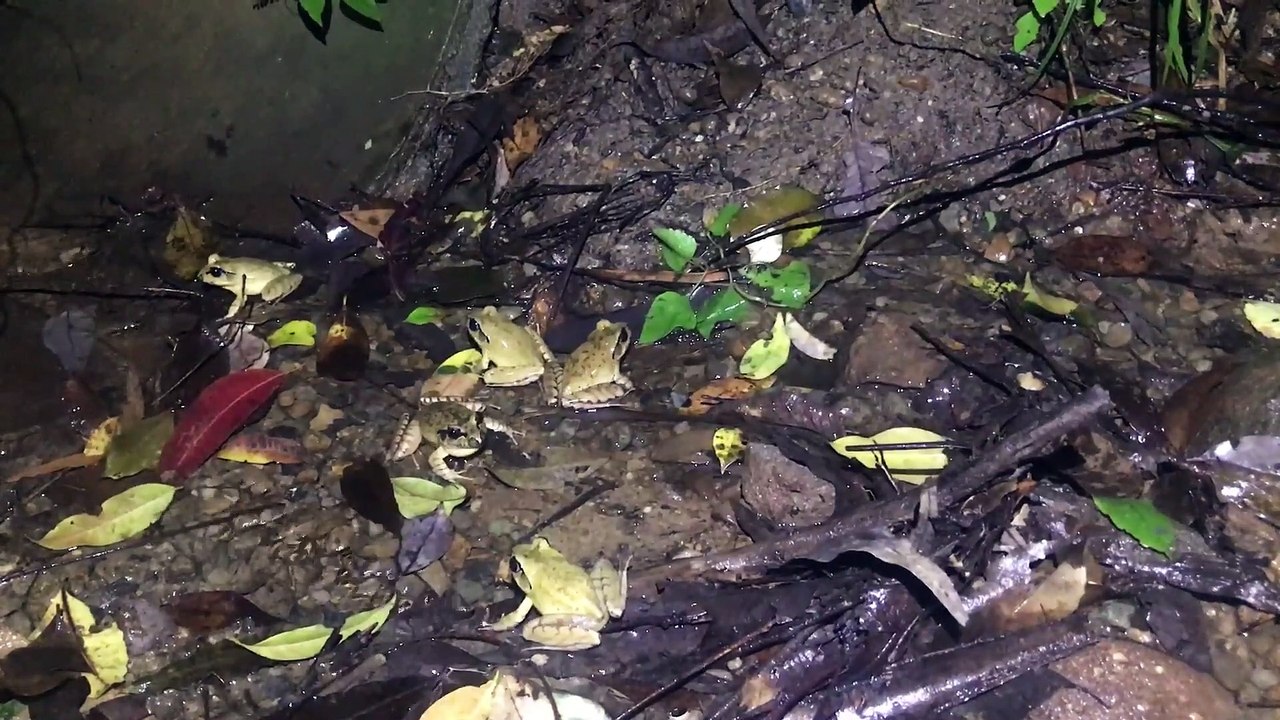 The southern stuttering frog