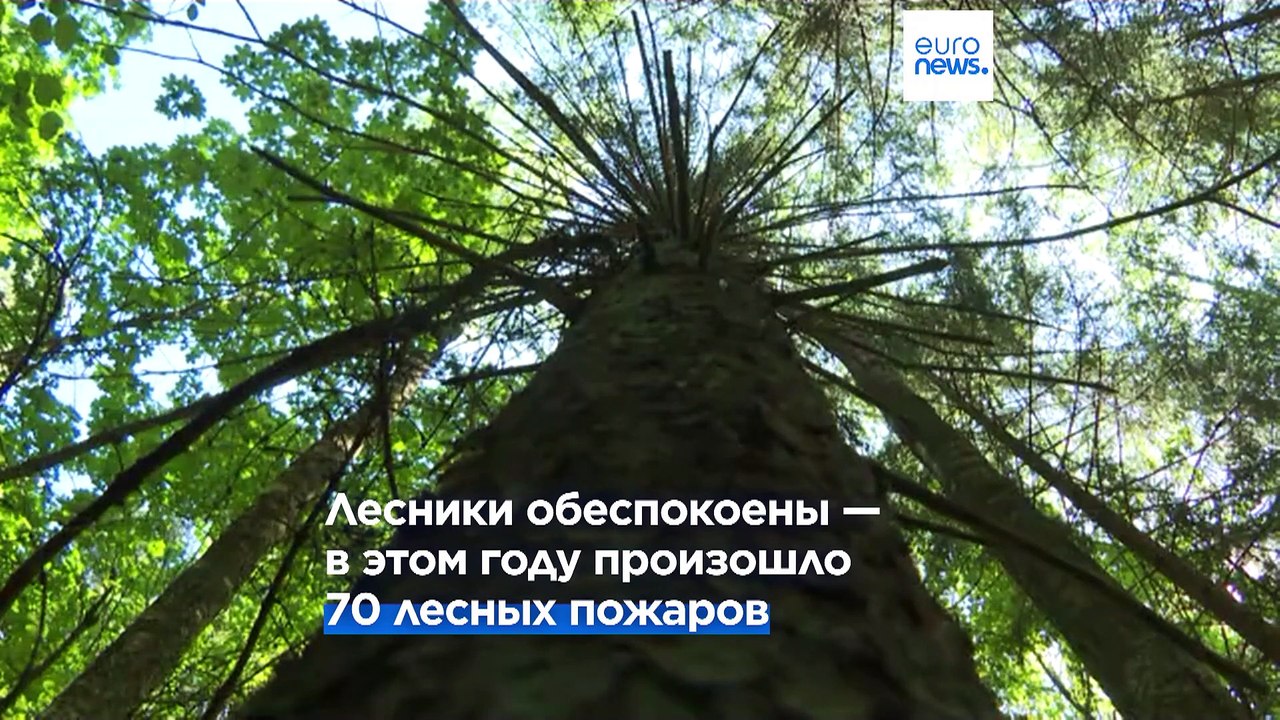 Дожди обошли стороной: Литва и Польша страдают из-за засухи