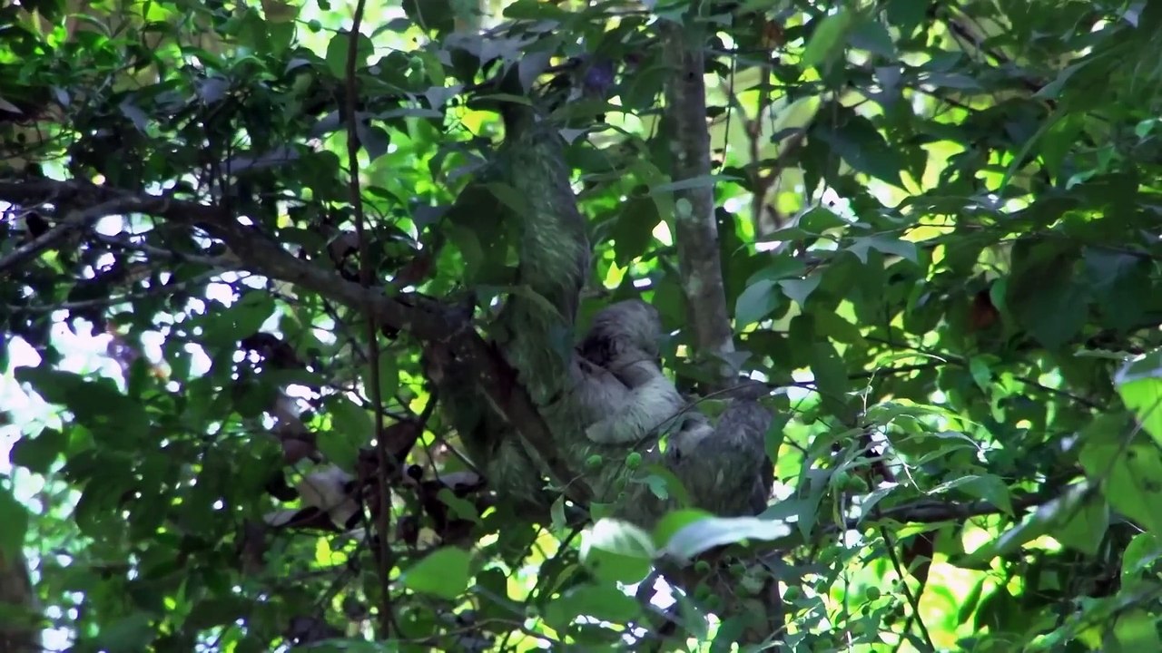 The Amazon Rainforest - Episode 1