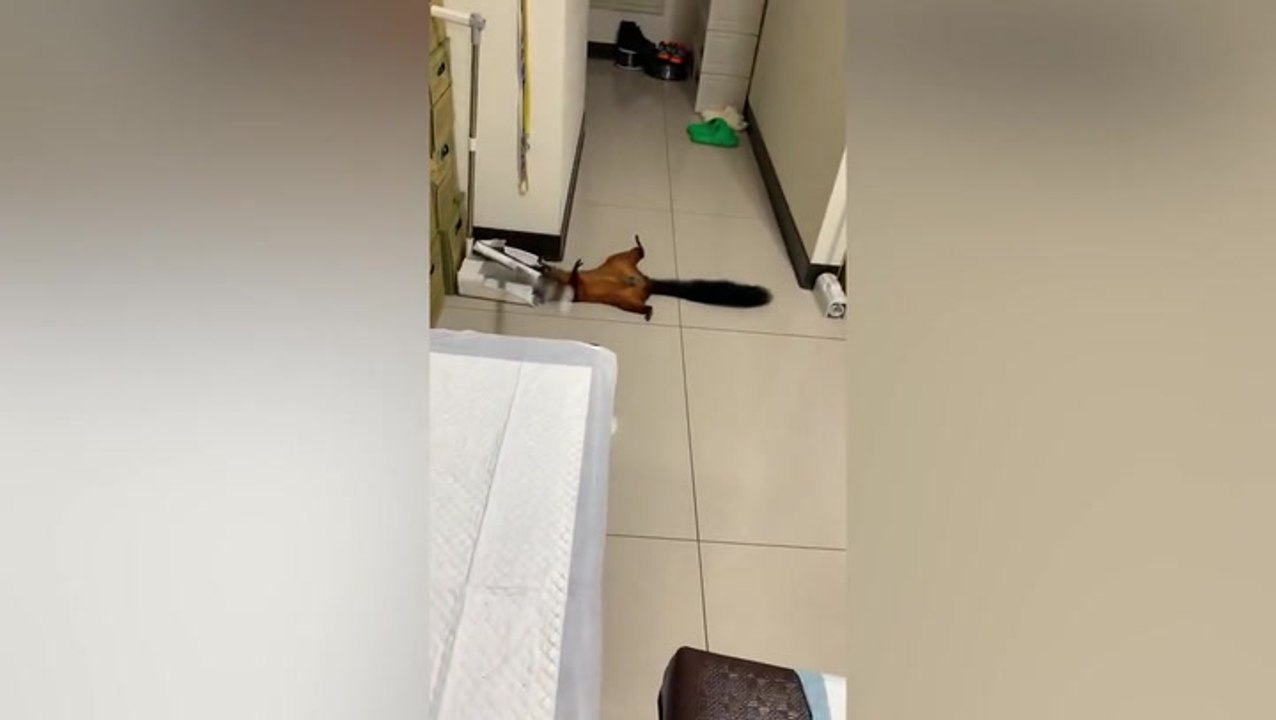 ‘Oscar-worthy’ pet flying squirrel learns how to play dead