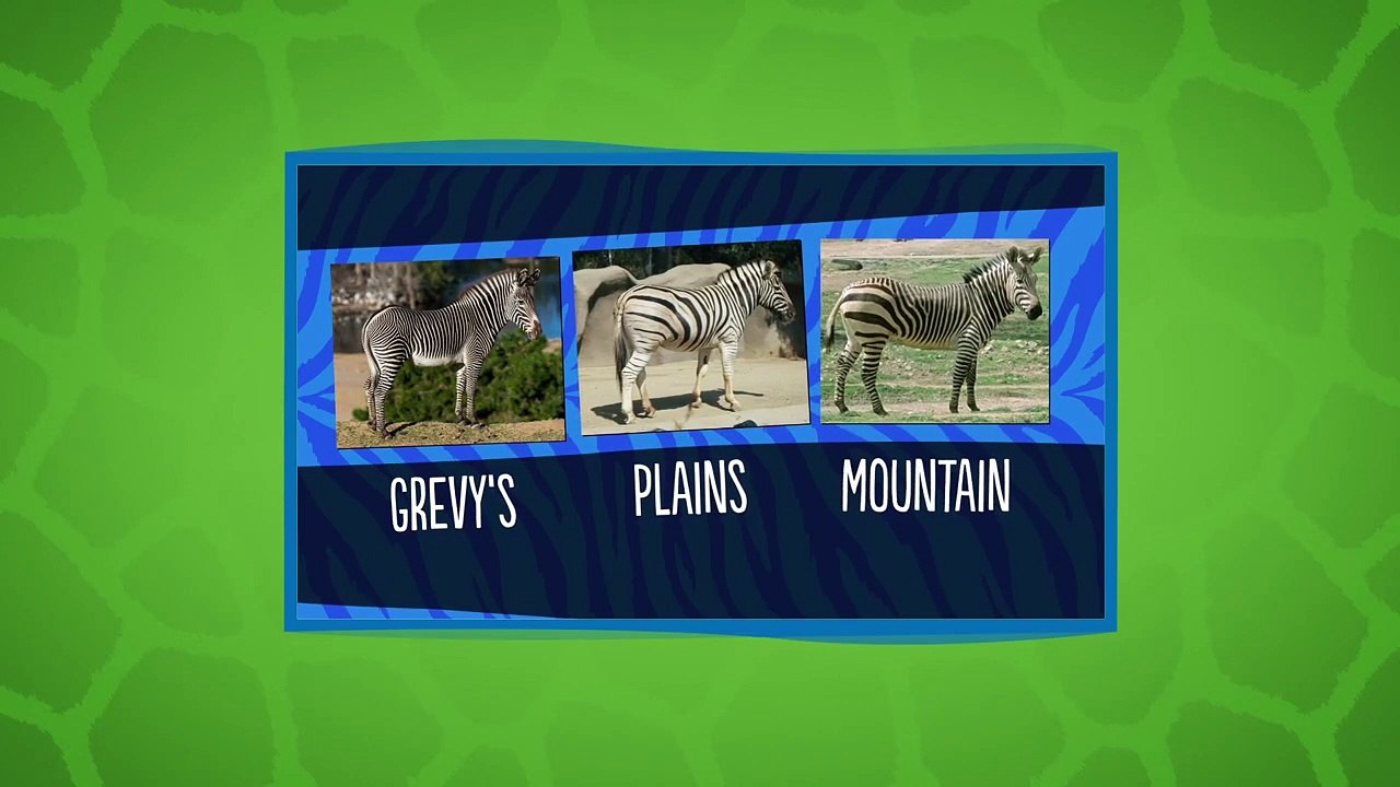 There Are So Many Different Species of Zebras and They All Have Differences