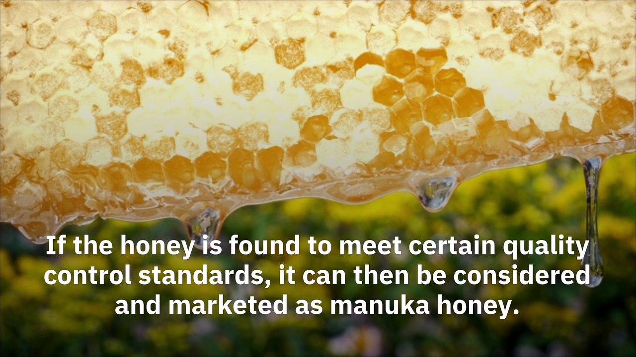 What Is The Difference Between Manuka Honey and Regular Honey?