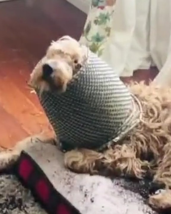 10 Animals that should know better