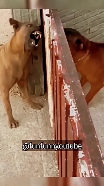 Dog vs dog comedy video in hindi