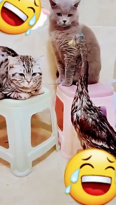 Round One: The Beginning of the Competition