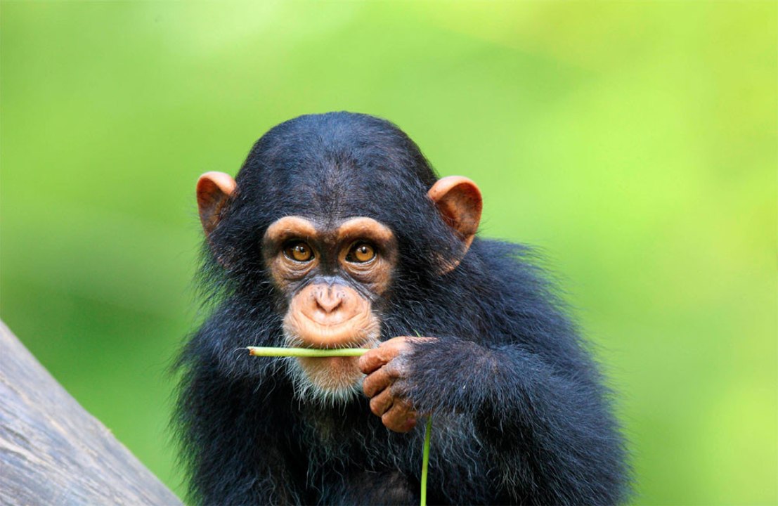 Humans can still speak chimp, study shows