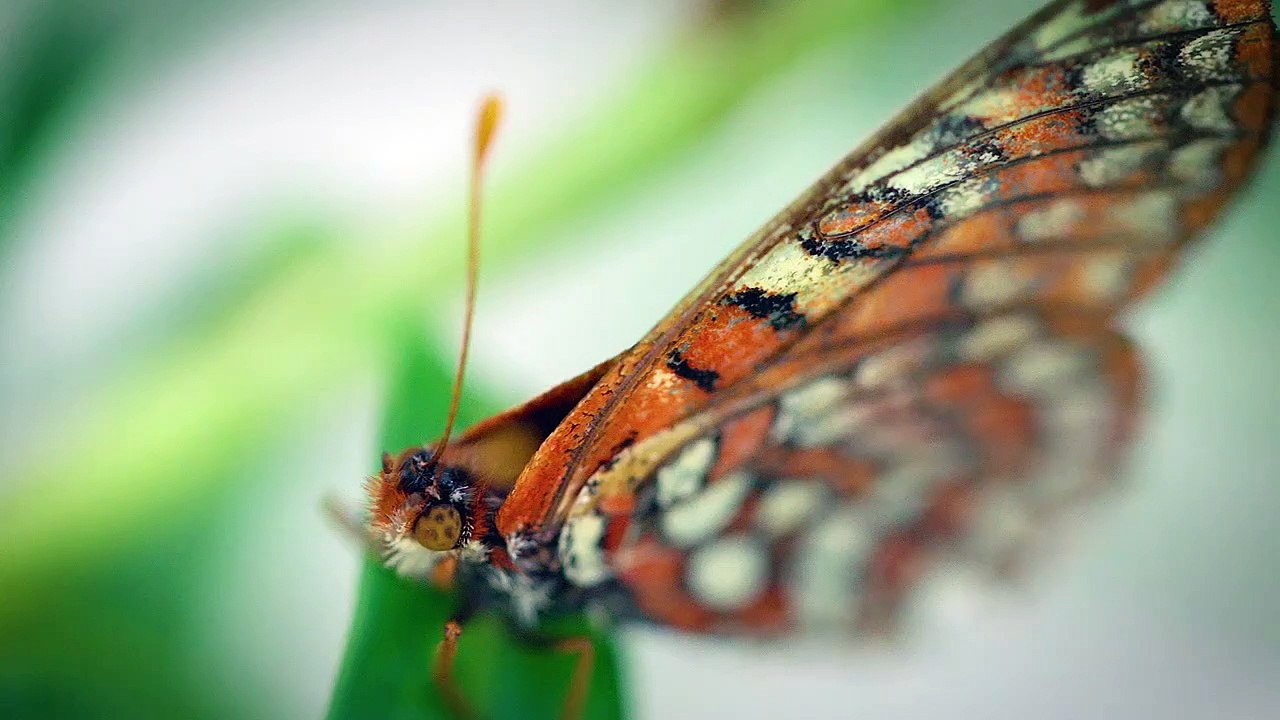 We Forget Sometimes How Important Butterflies Are To Our Planet and This Specific Species Is No Different