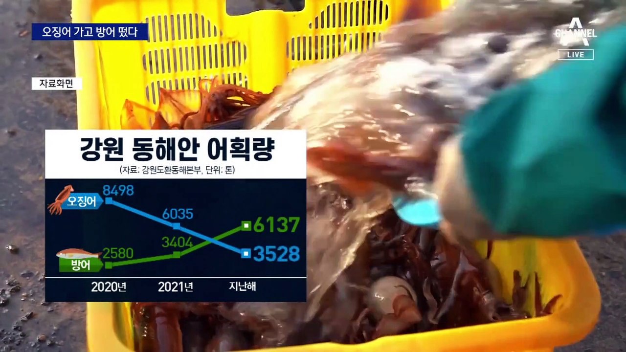 동해하면 오징어?…이제는 ‘방어’가 대장