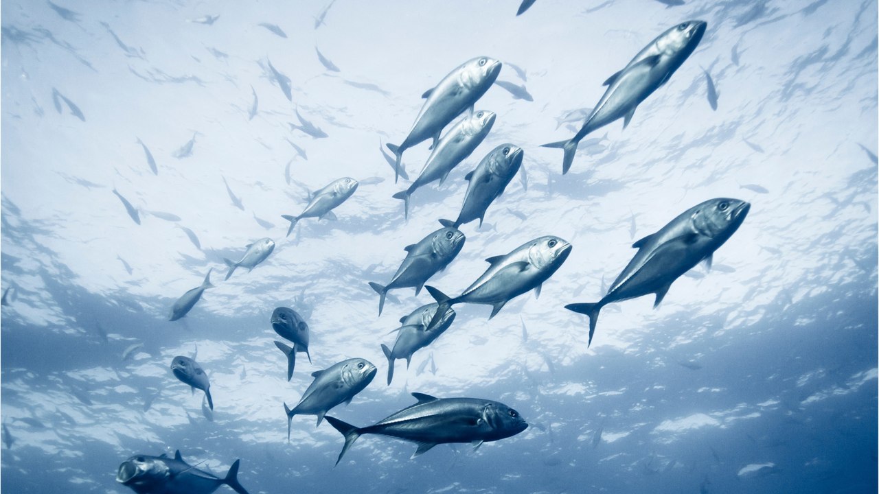 Grusel-Fisch angeschwemmt: Biologe entdeckt "lebendes Fossil"