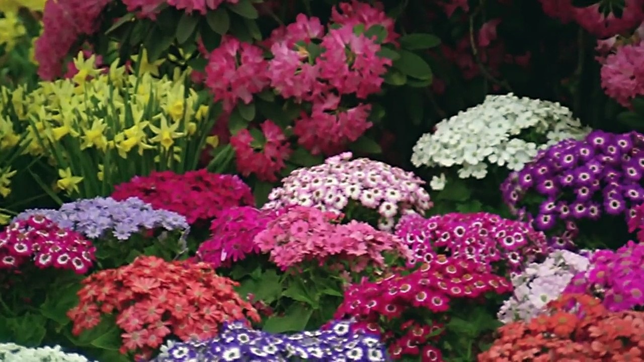 Prem Rog | movie | 1982 | Official Clip