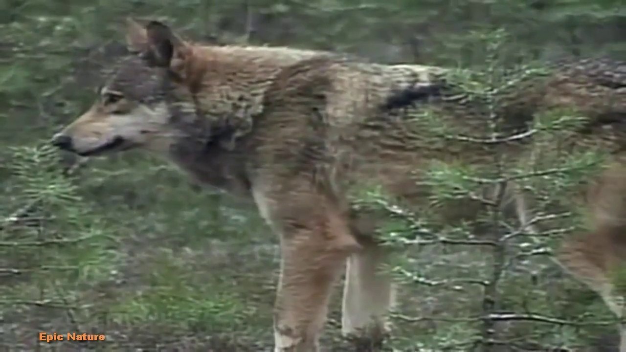 Return of the European Wolf (Nature Documentary)