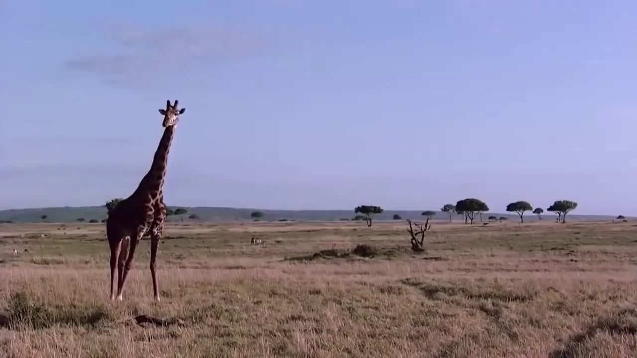 African Lion and Wieldbeest (Nature Documentary)