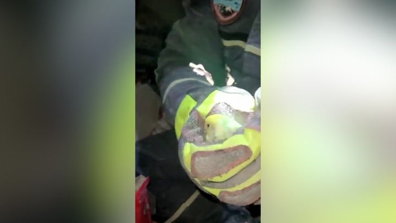 Tiny squawking bird pulled from Turkish earthquake rubble