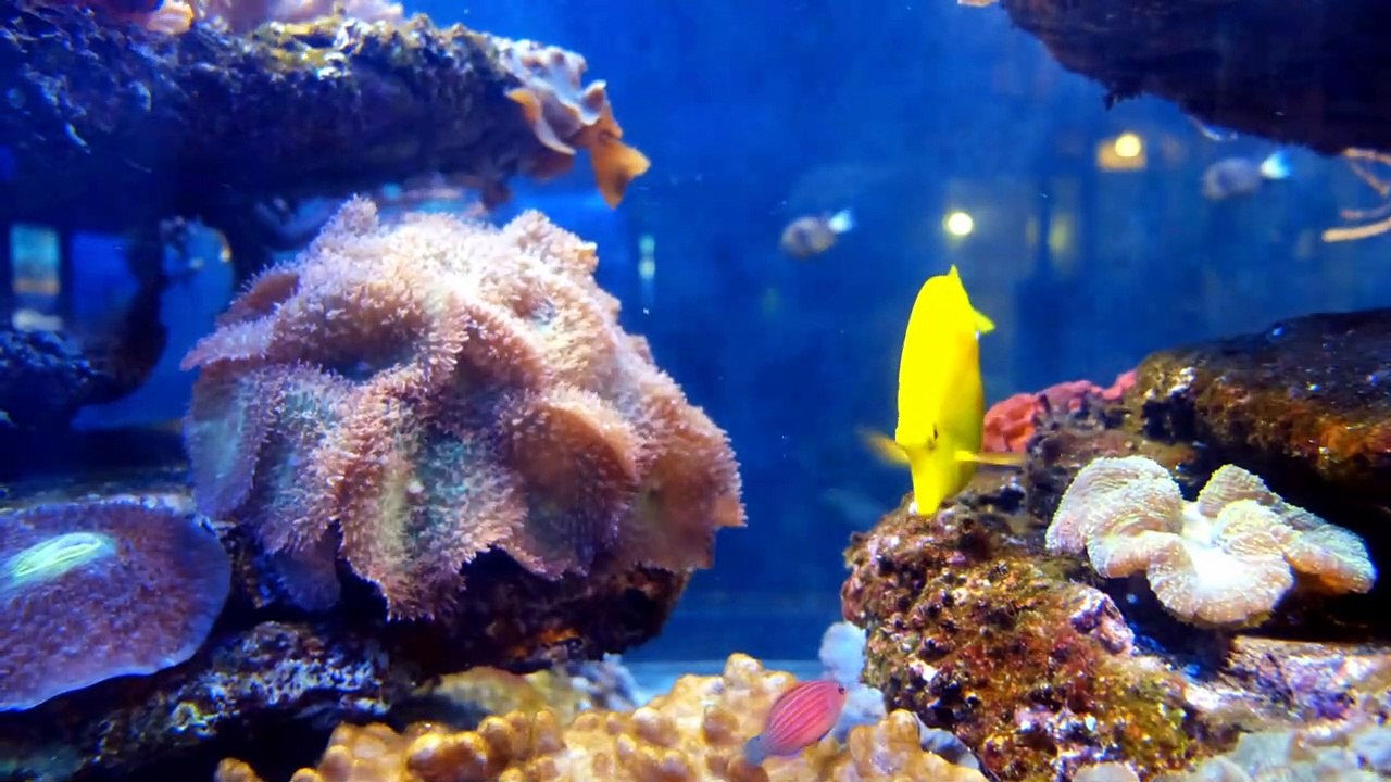 Underwater 4k Ultra HD 60fps