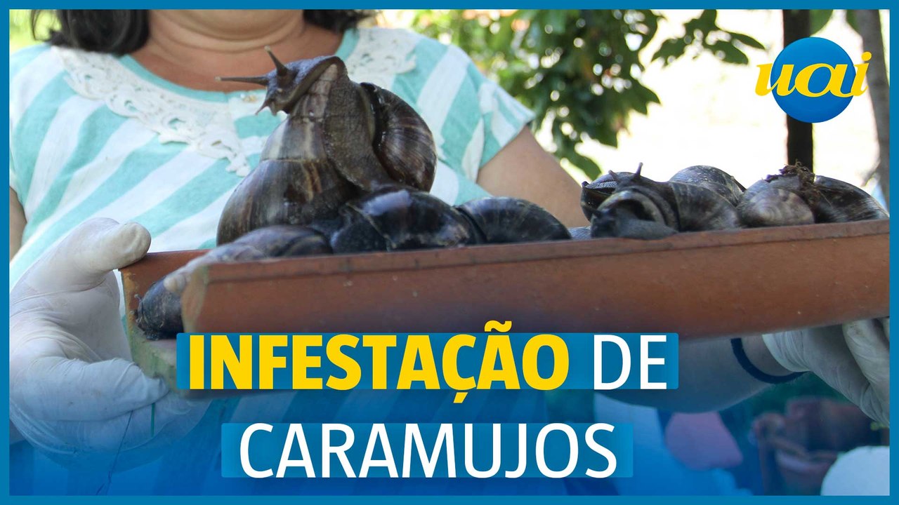Caramujos infestam bairros da Grande BH e preocupa moradores