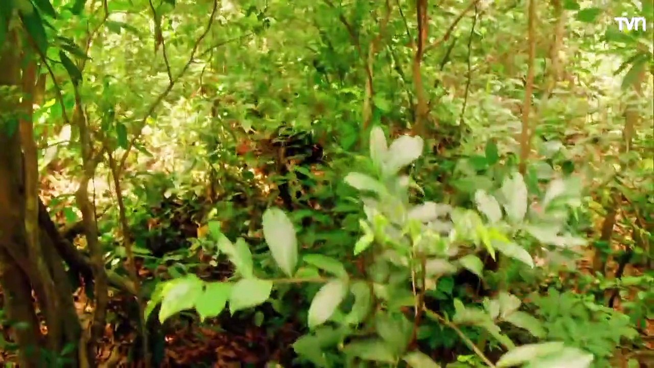 Genesis Capitulo 8 en español