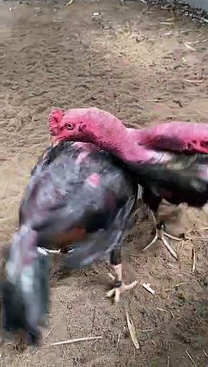 video gà chọi ôm đấm, gà chọi hay