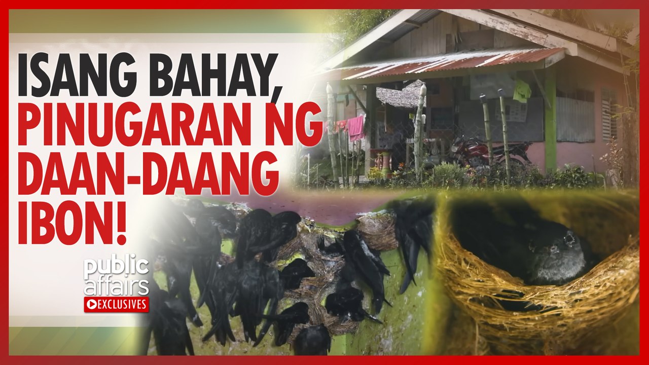 Isang bahay, pinugaran ng daan-daang ibon! | Public Affairs Exclusives