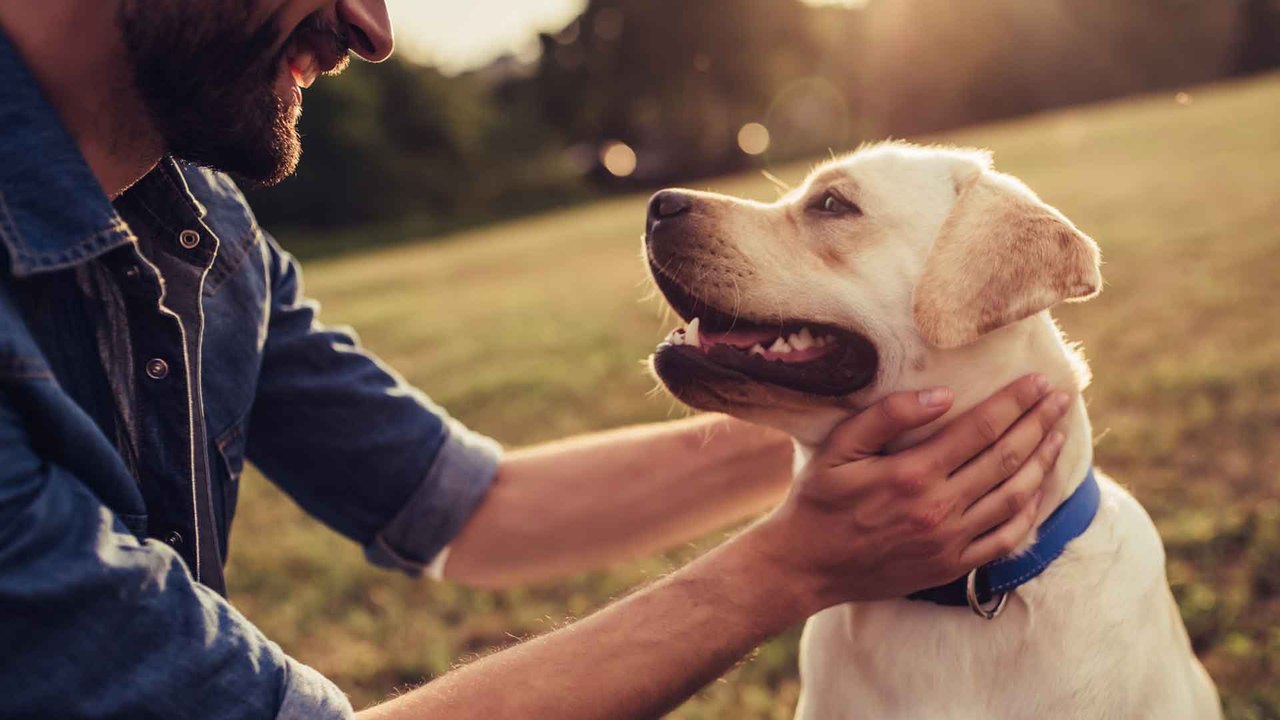 Wie viel kostet ein Hund?