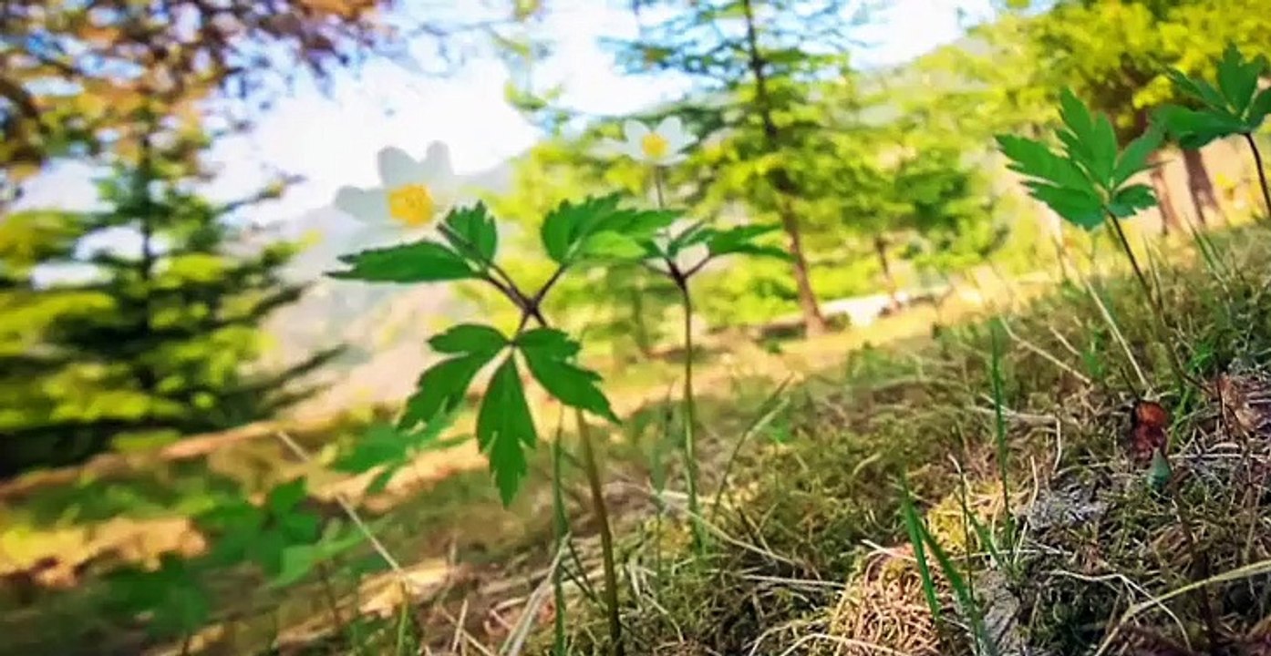 Ask the StoryBots S03 E03