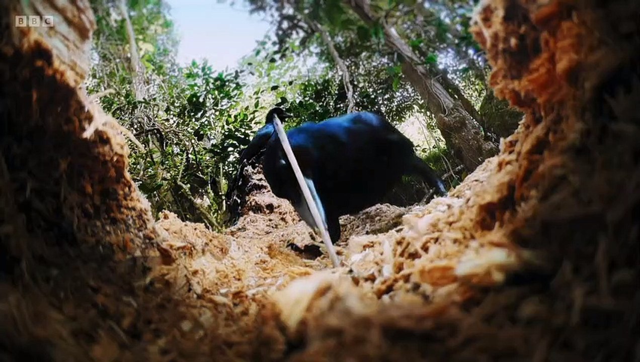 Chris Packham's Animal Einsteins episode 1