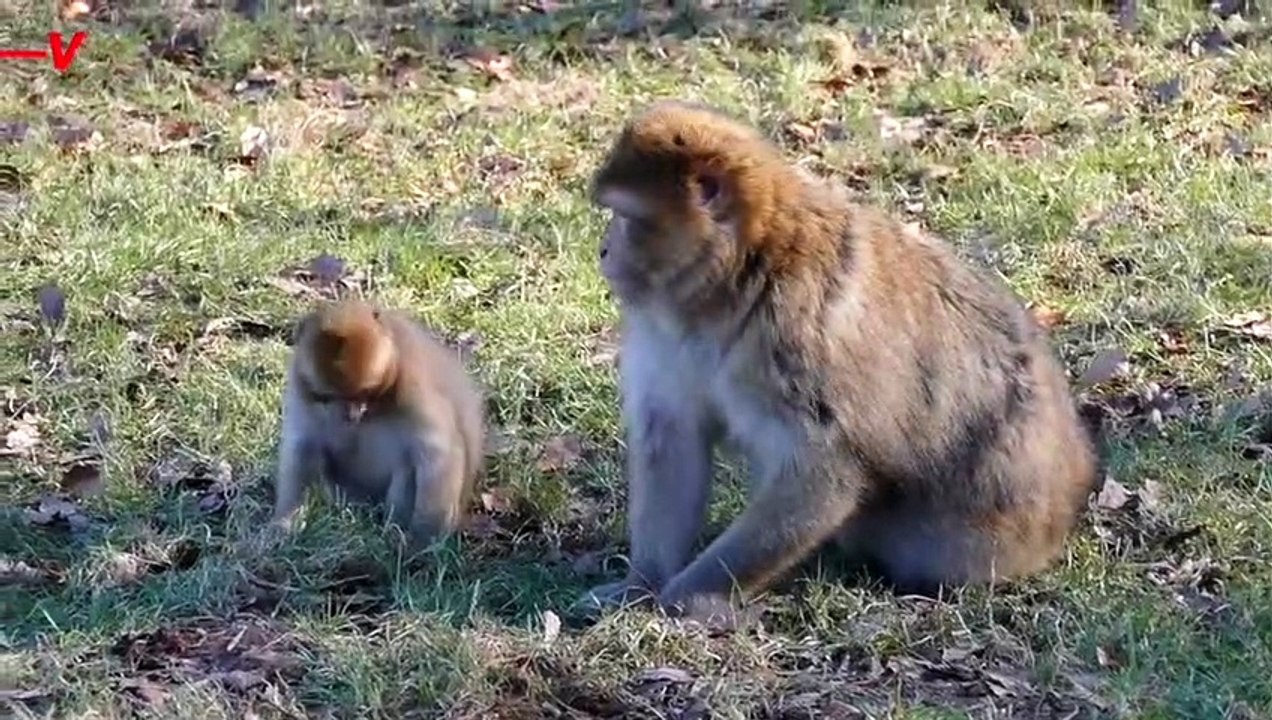 Covid-19 Impact on Zoo Traffic Saw Changes in Animal Behavior