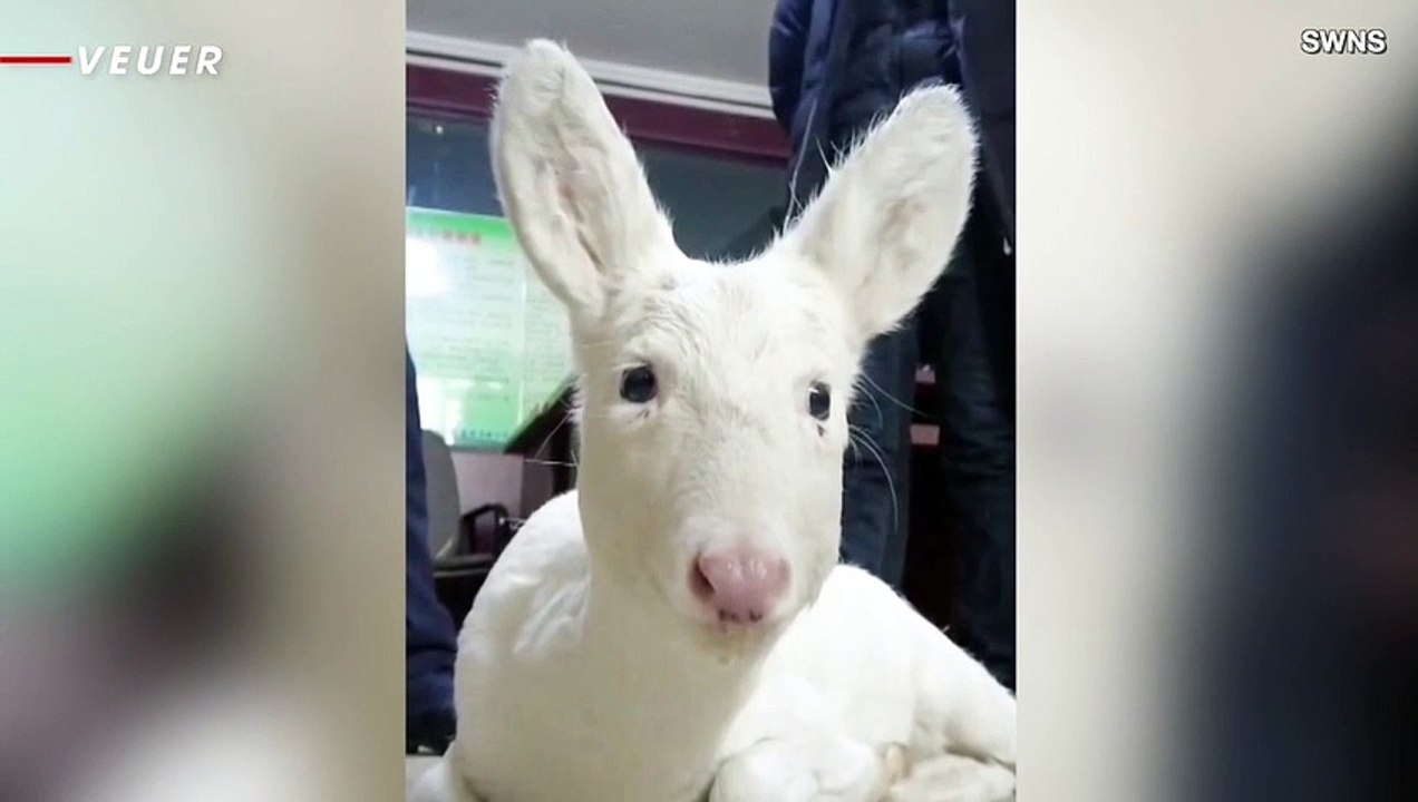 This is the Moment Rescuers Saved the Life of a Rare White Roe Deer