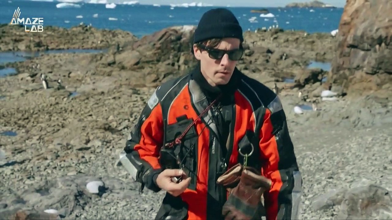 Penguins: A Crucial Element in Addressing Climate Change