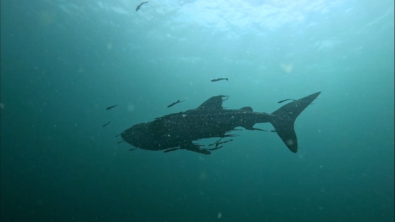 수만 마리 물고기 휘감는다, 고래상어도 등장…다이빙의 성지