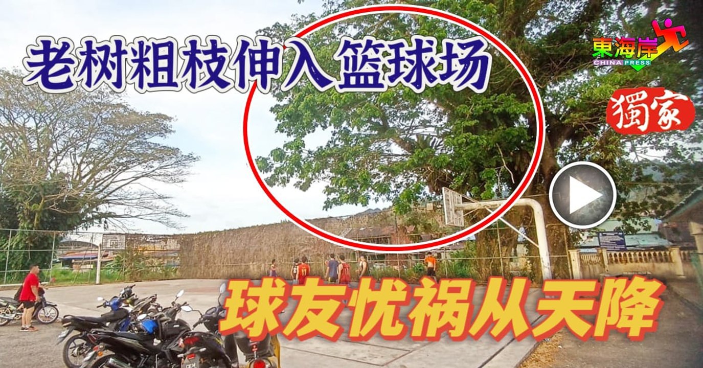 老树粗枝伸入篮球场 球友忧枯枝掉落砸人