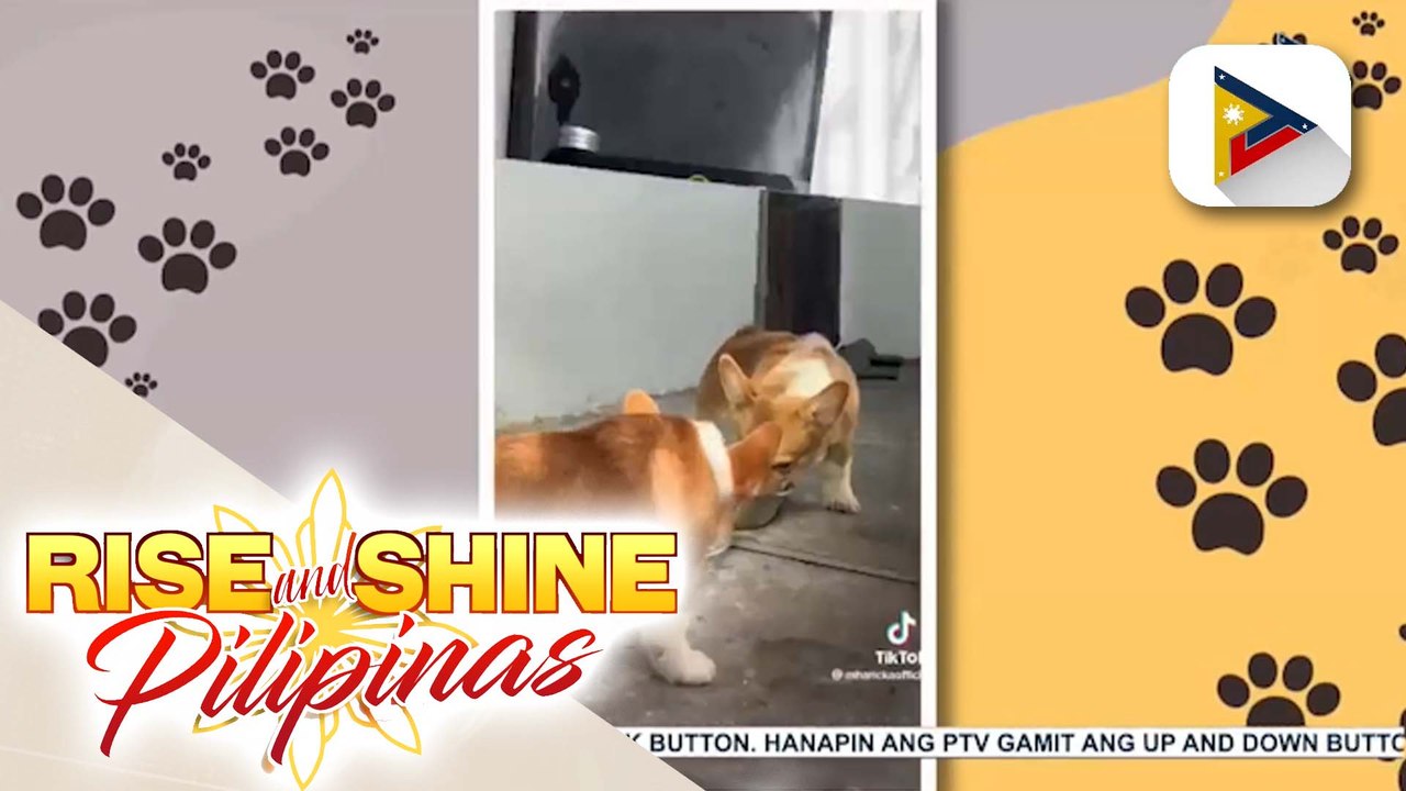 Bukoykoy the vlogger dog