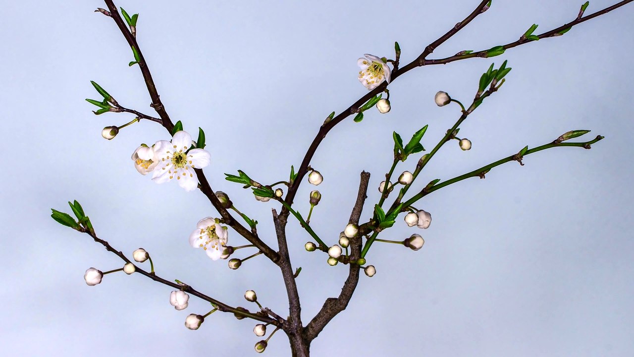 plum-blossom-4k HDR