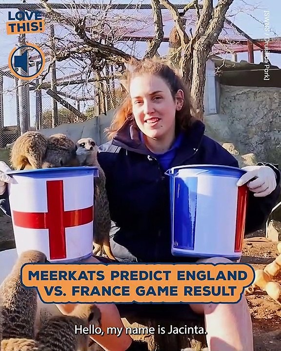 Predicting the Winning Team with These Furry Football Experts