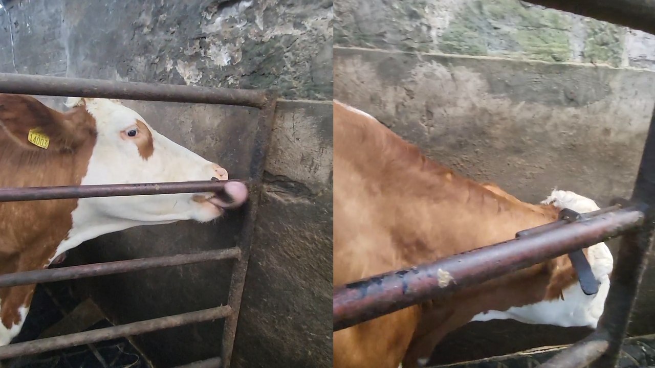 Moo-ve Over, Humans: Cow Uses Tongue to Escape Pen