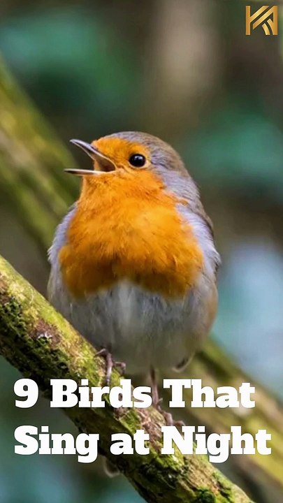 9 Birds That Sing at Night #Shorts