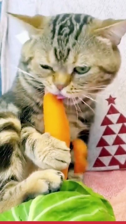 Vidio lucu ngakak KUCING LUCU VIRAL