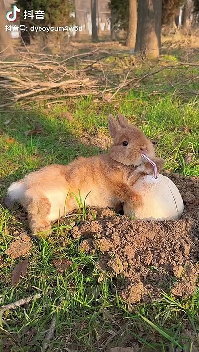 funny moments,funny bunny,funny moment,moments,funny,funny animal videos,funny